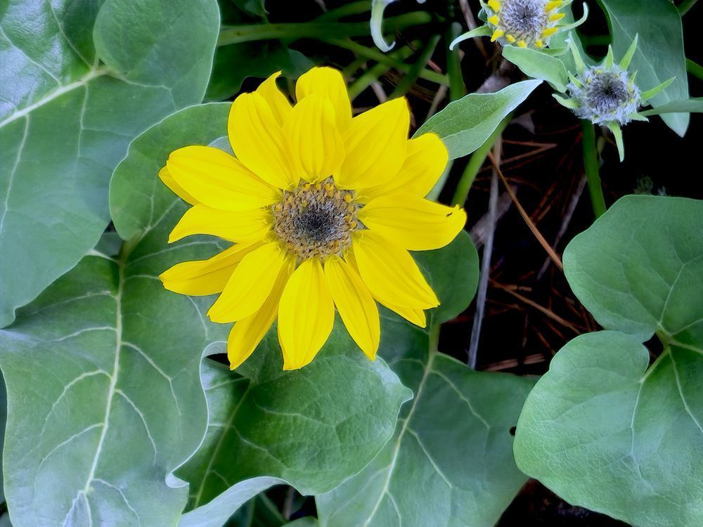 Yellow Flower Of Beauty Photography Art | InYourBackyard