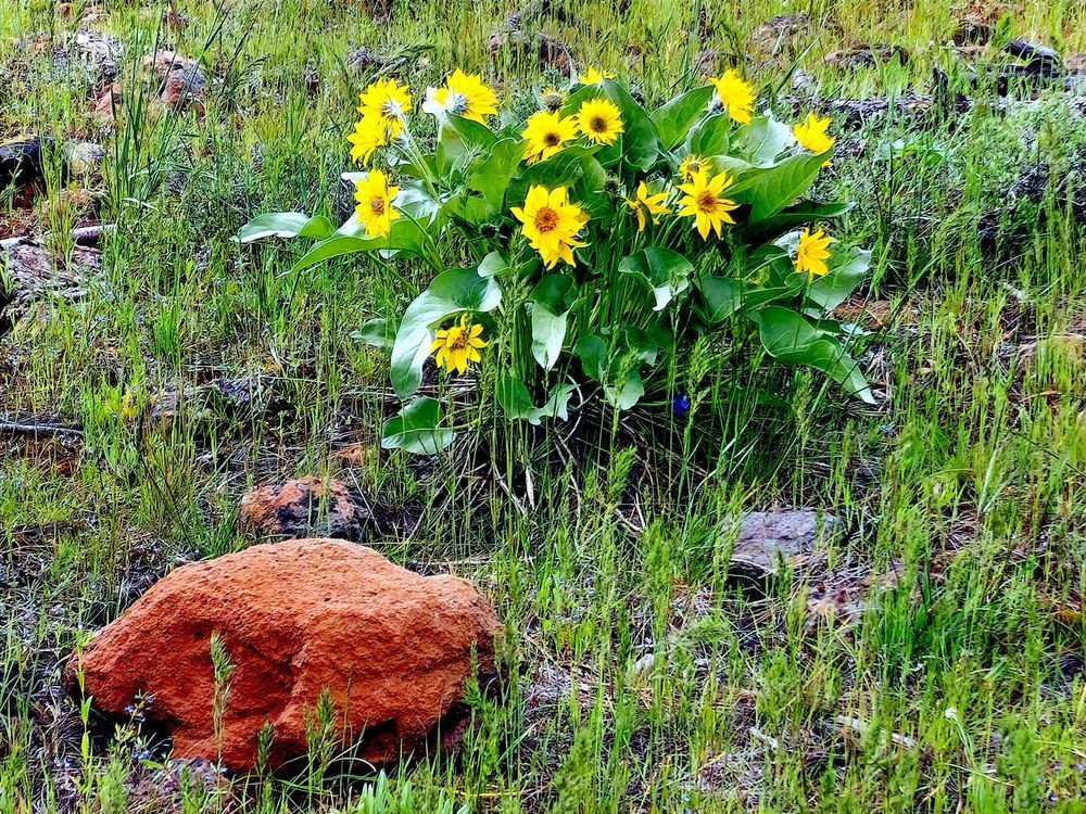 Wallowa Whitman National Forest Wild Flowers Photography Art | InYourBackyard