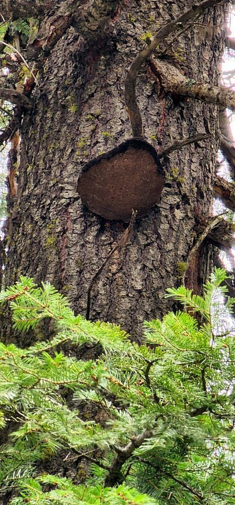 Wallowa Whitman National Forest Mushroom Tree Photography Art | InYourBackyard