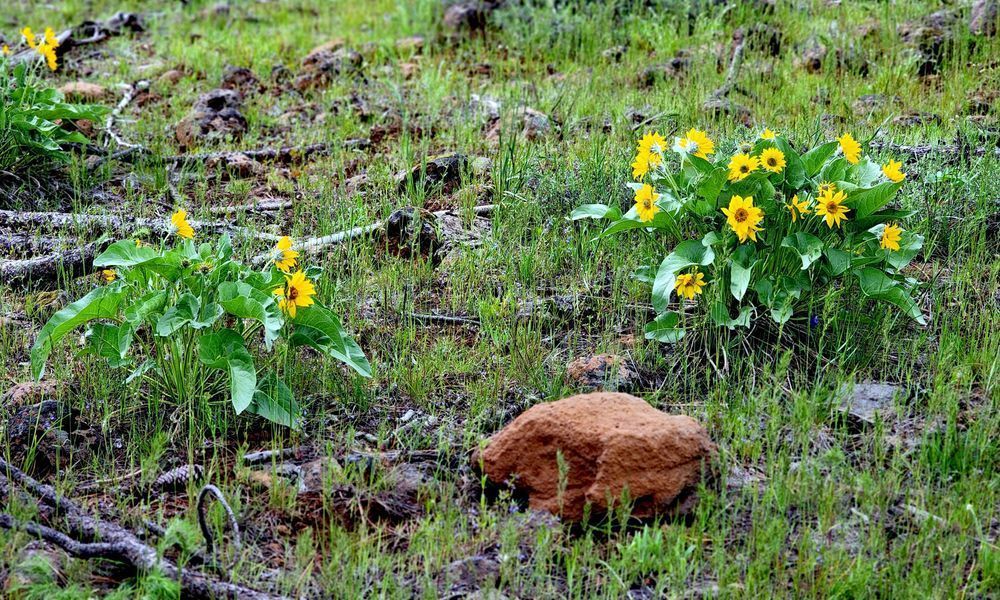 Wallowa Whitman National Forest Wildflowers Ground Cover Photography Art | InYourBackyard