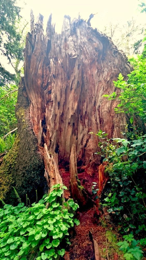 Woody In The Forest Photography Art | InYourBackyard