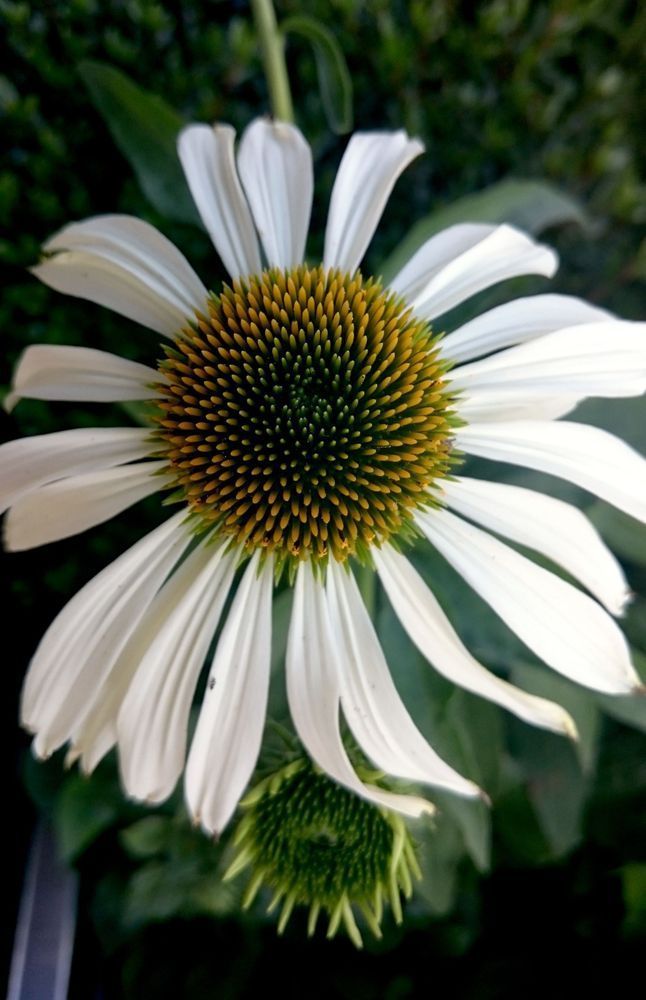 White Swan Cornflower Photography Art | InYourBackyard