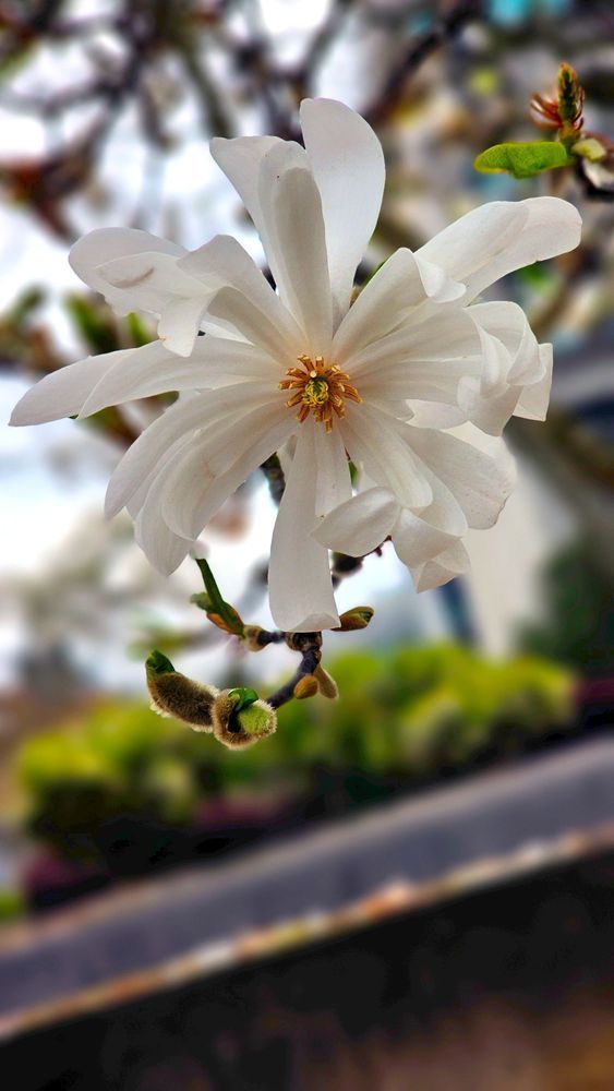 White Star Magnolia Photography Art | InYourBackyard