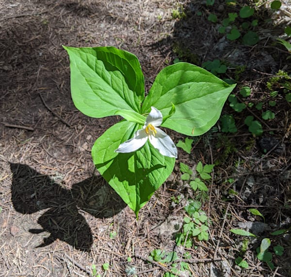 White Trillium Springtime Joy Photography Art | InYourBackyard
