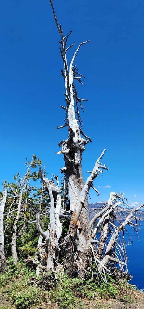 Whitebark Pine   Crater Lake Photography Art | InYourBackyard