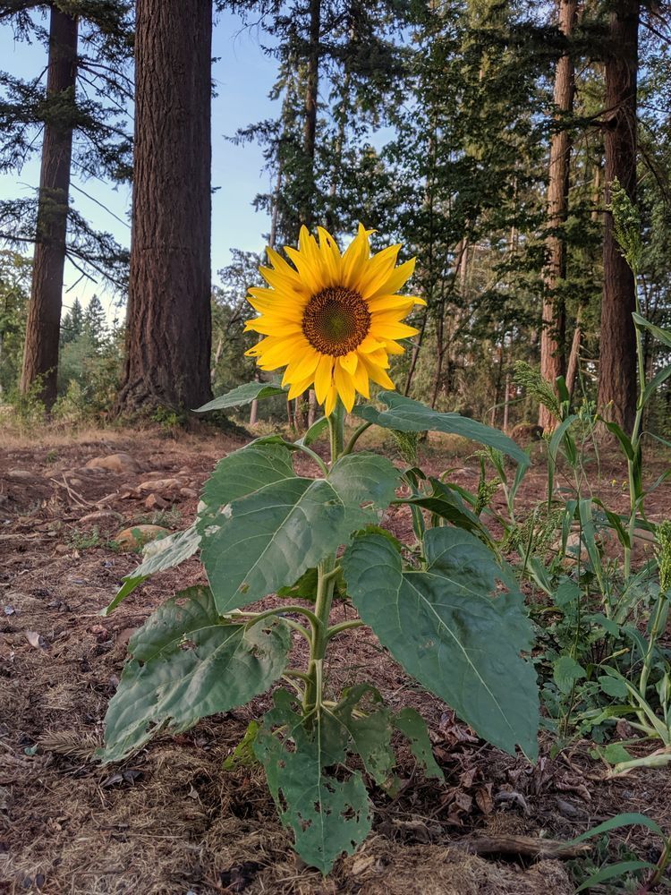 Wild Sunflower In The Forest Photography Art | InYourBackyard
