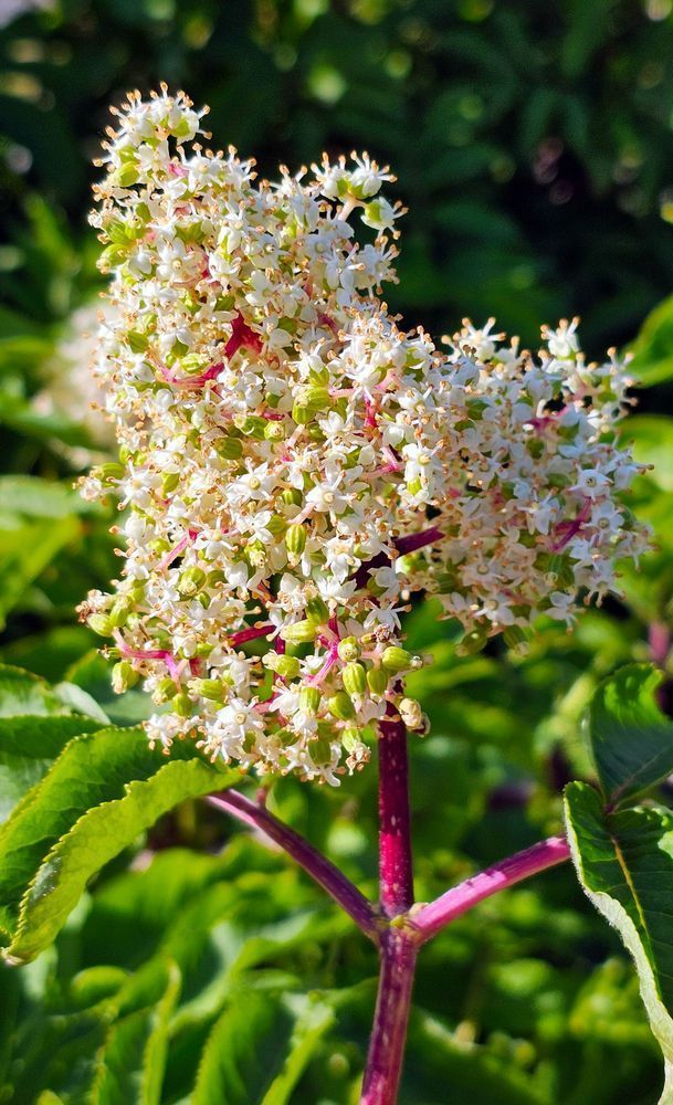 Wild Red Elderberry   Alaska Photography Art | InYourBackyard