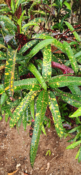 Wild Croton Plant   Costa Rica Photography Art | InYourBackyard