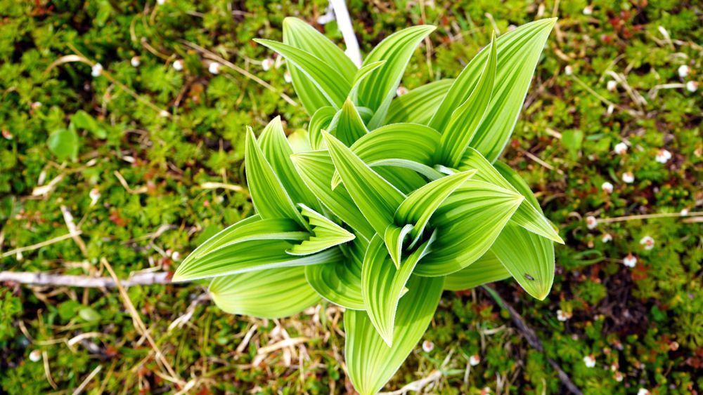 Wild Indian Poke   Alaska Photography Art | InYourBackyard