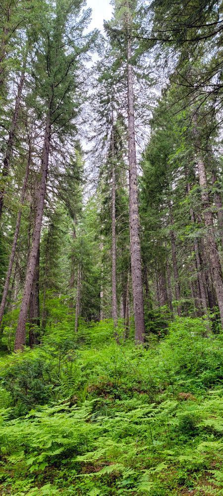Willamette National Forest Douglas First Photography Art | InYourBackyard