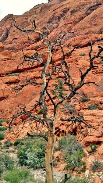 Windy Desert Tree Against Red Rocks Photography Art | InYourBackyard
