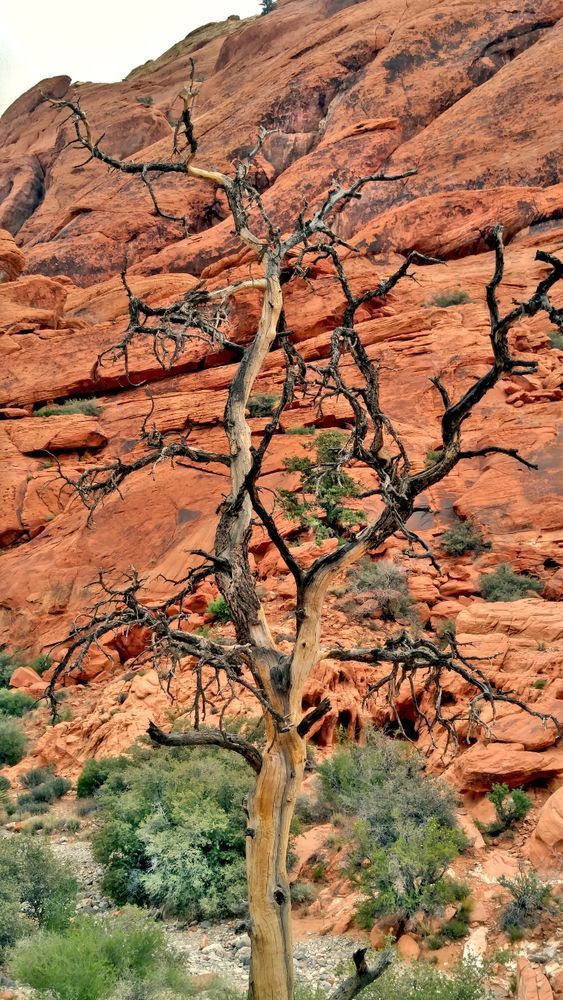 Windy Desert Tree Against Red Rocks Photography Art | InYourBackyard