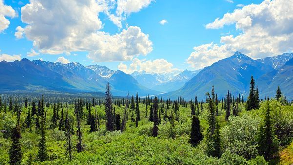 Forests, Fungi & Wild Places