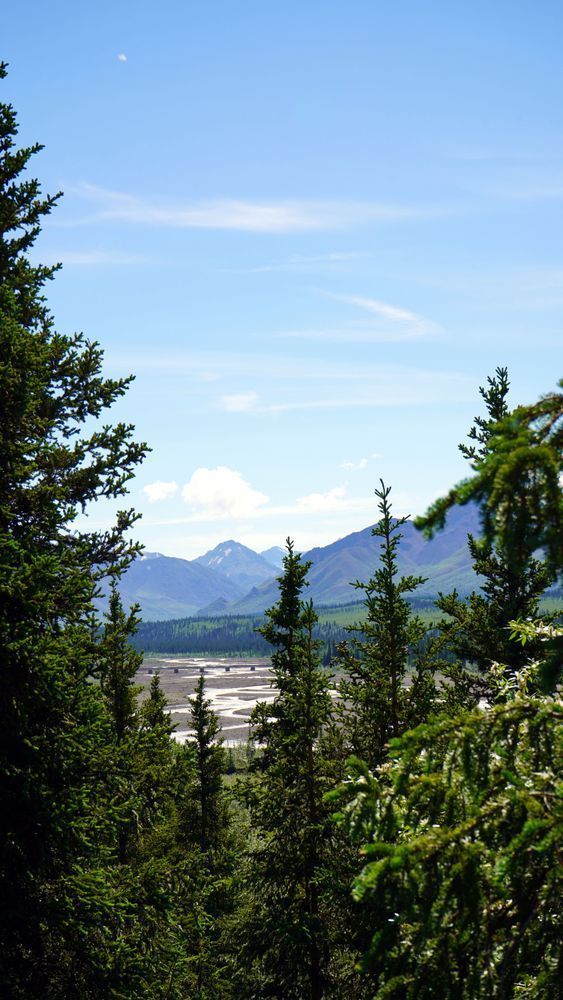 Toklat River Through The Tree At Denali National Park Photography Art | InYourBackyard
