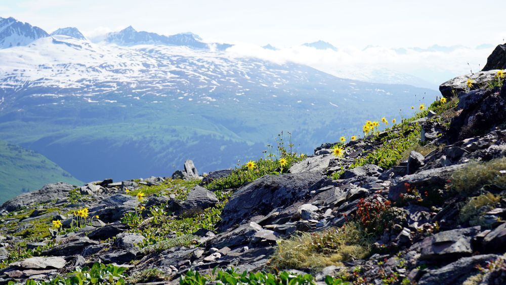 Thompson Pass Mountain Flowers Photography Art | InYourBackyard