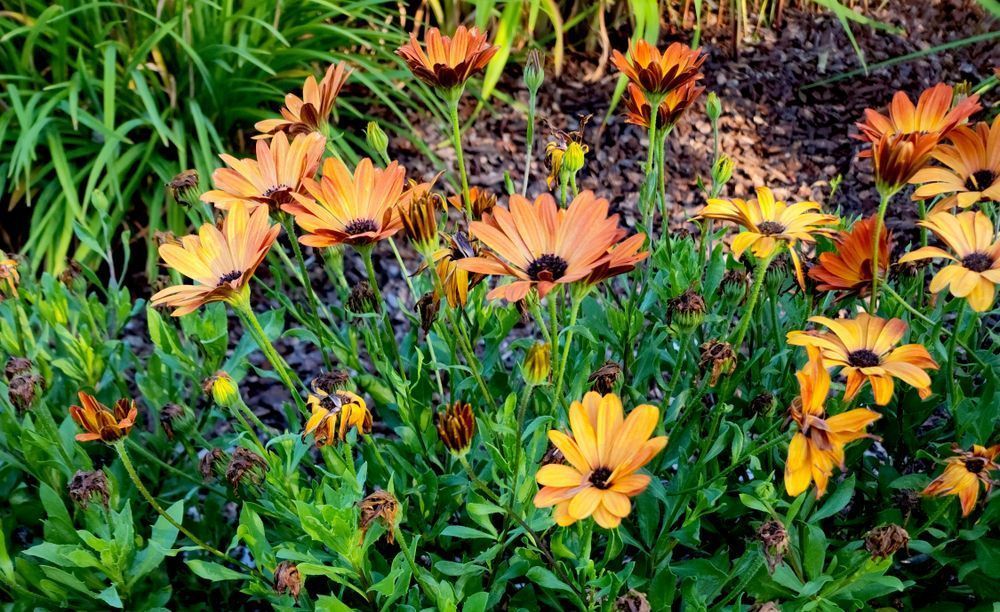 The Beauty Of Spring Photography Art | InYourBackyard