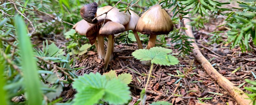 Undercover Shrooms Photography Art | InYourBackyard