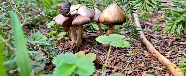 Undercover Shrooms Photography Art | InYourBackyard
