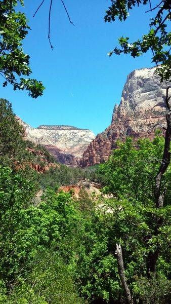 Zion National Park Through The Trees Photography Art | InYourBackyard