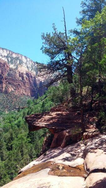 Zion National Park Tree On A Cliff Photography Art | InYourBackyard