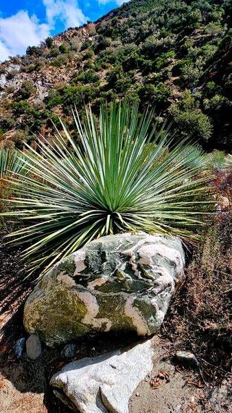 Yucca Plant In San Gabriel Mountians Photography Art | InYourBackyard