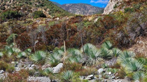 Yuccas In San Gabriel Mountains Photography Art | InYourBackyard
