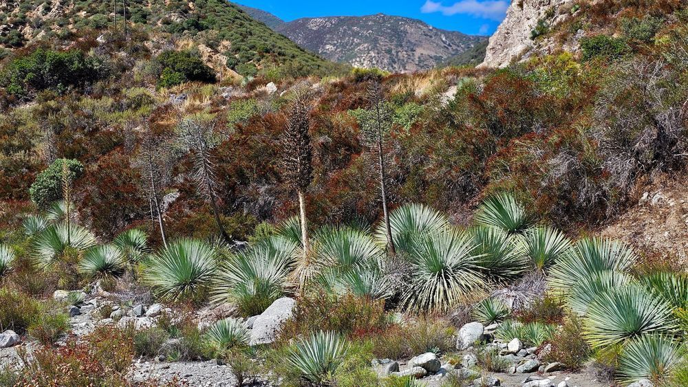 Yuccas In San Gabriel Mountains Photography Art | InYourBackyard