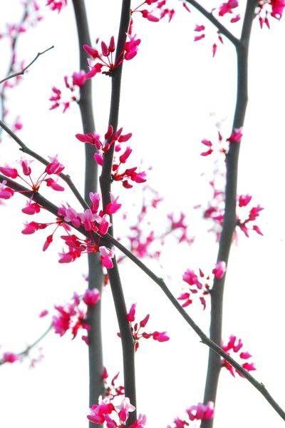 Flowers, Plants & Trees
