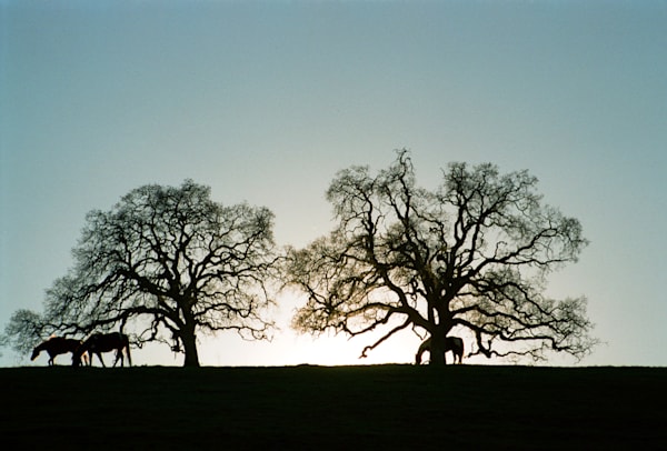 Landscapes and Cityscapes