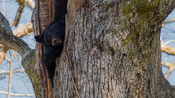 The Bears of Cades Cove