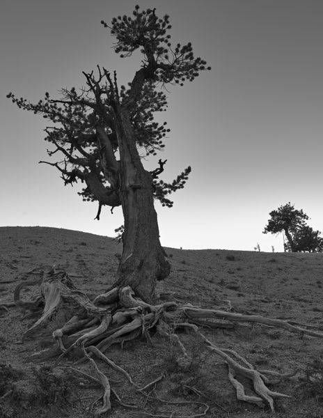Monochromes