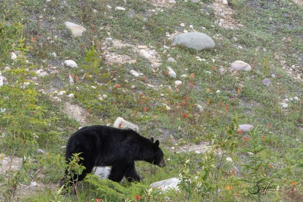 Wildlife