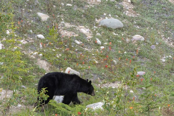 Black Bear Encounter