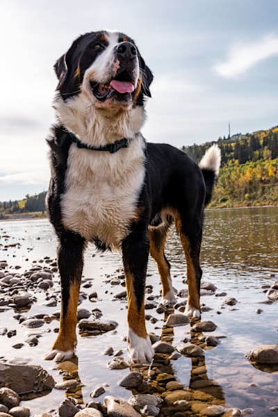 Canine Adventures