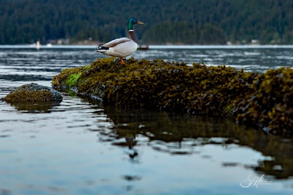 Adrift