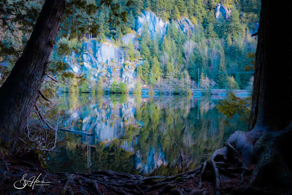 Forest Reflections