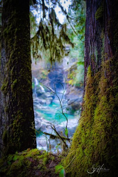 Forests