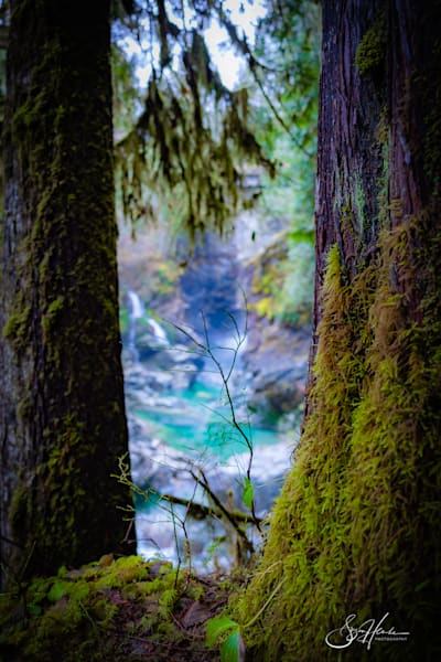 Forest Walk in Squamish BC