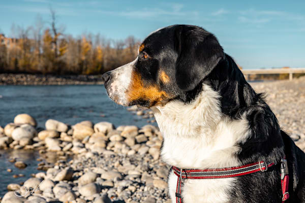 Exploring the River
