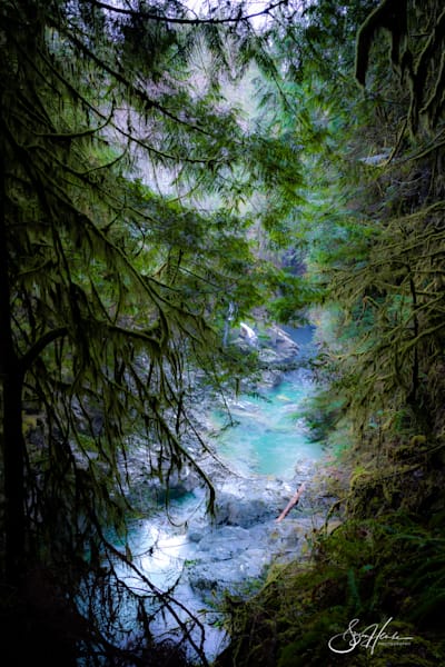 Enchanted Forest