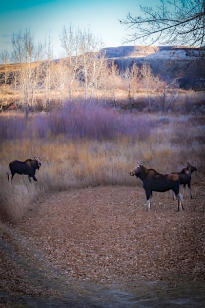 Moose in the Prairie