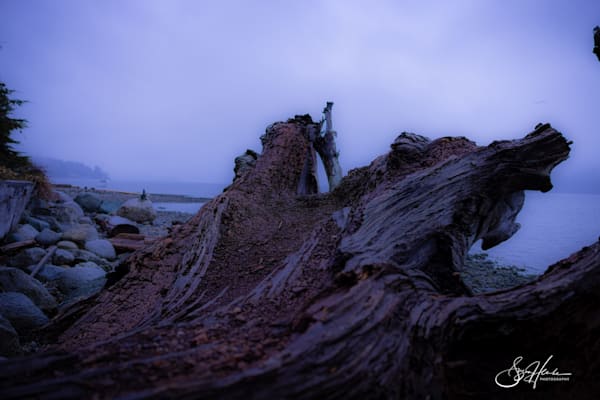 Misty Driftwood Dreams