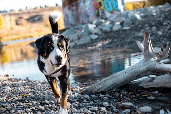 River Dog