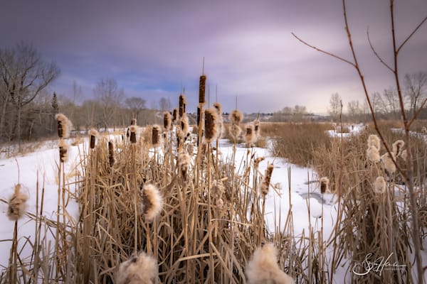 Winter Serenity