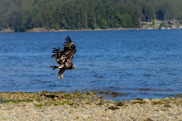 Young Bald Eagle on the Hunt