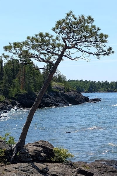 Trees, Branches and Stumps