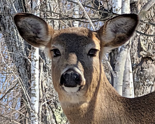 Wildlife