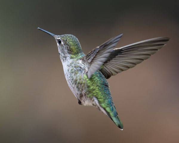 Hummingbirds