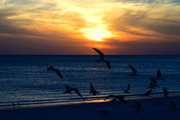 Gulls At Sunset