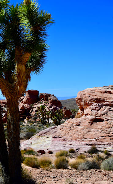 Nature's Stark Beauty